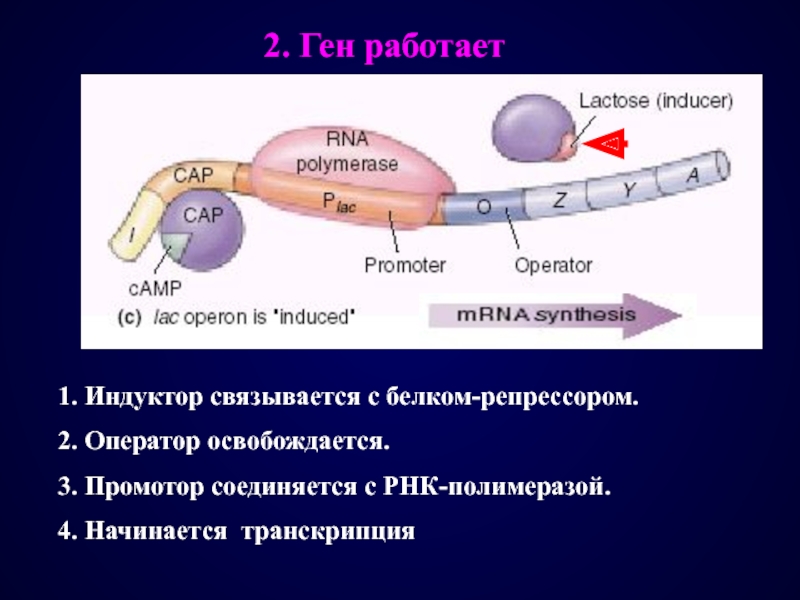 Промоторы рнк полимеразы 3. Промотор РНК полимеразы. Транскрипция РНК полимераза. Транскрипция РНК полимераза промотор Терминатор. Промотор ДНК.