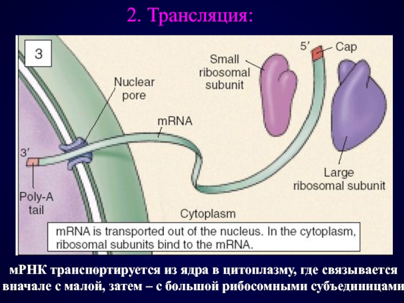 Биология 20. Транспорт МРНК из ядра в цитоплазму. ИРНК выходит в цитоплазму через ядерные поры. Транспорт РНК из ядра в цитоплазму. Транспорт МРНК В цитоплазму..