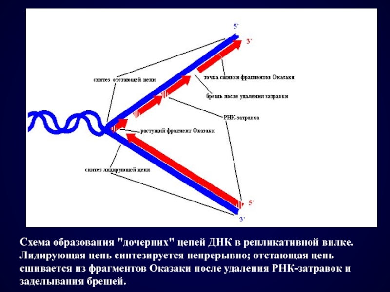 Репликативная вилка схема