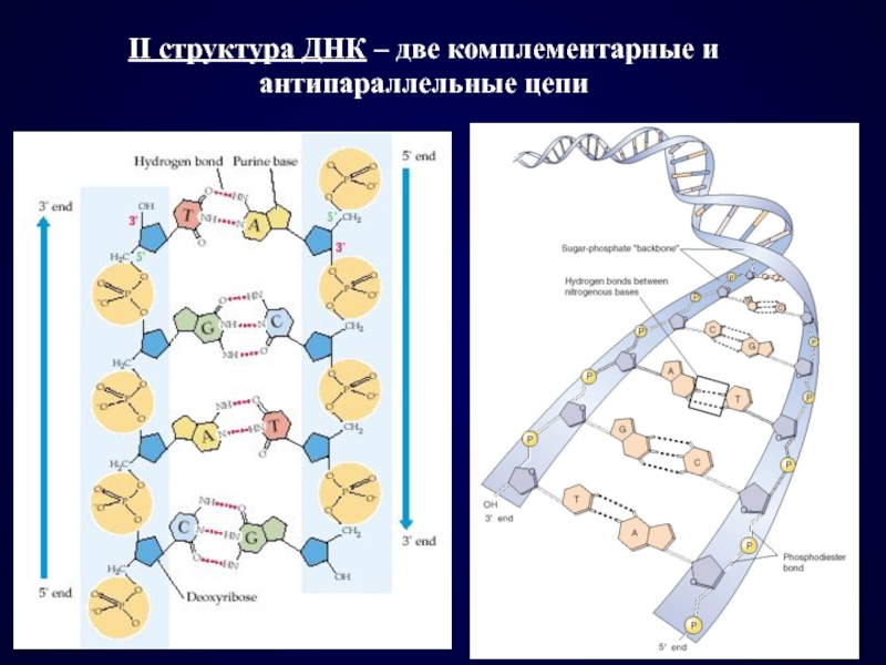 2 цепь днк и рнк. Антипараллельная структура ДНК. Антипараллельность цепей ДНК. Строение цепи ДНК. Комплементарная цепь ДНК.