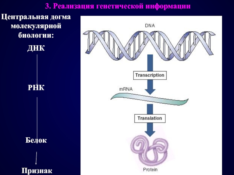 Транспорт наследственной информации. Этапы реализации генетической информации Биосинтез белка. ДНК РНК белок схема. Реализация генетической информации схема.