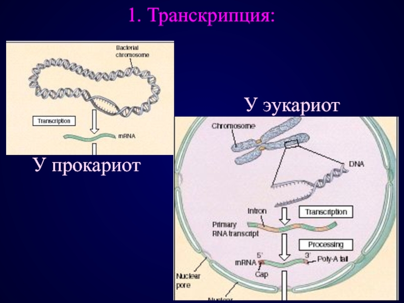 Особенности трансляции у эукариот. Транскрипция и процессинг у эукариот. ДНК эукариот. Обратная транскрипция у эукариот. Организация ДНК У эукариот.