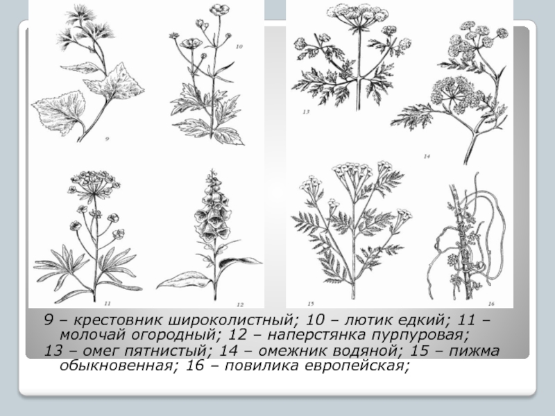 Диаграмма цветка лютика едкого