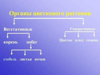 Органы цветкового растения. Побег