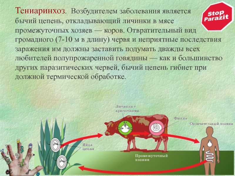 Какой вред может причинить бычий цепень. Бычий цепень способы заражения. Источники заражения человека бычьим цепнем. Бычий цепень пути заражения человека. Тениаринхоз пути заражения человека.