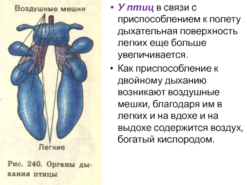 Филогенез дыхательной системы презентация