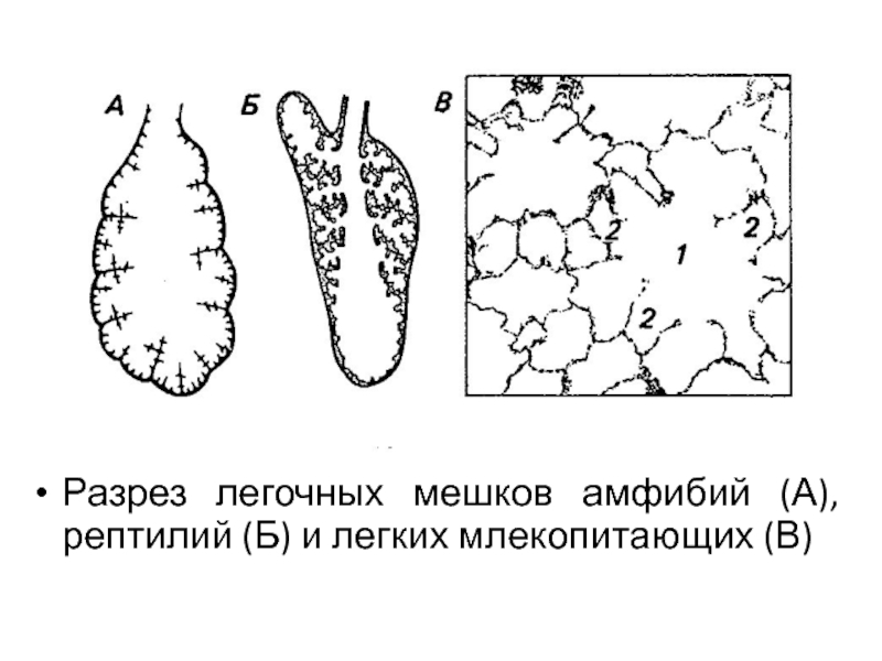 Филогенез дыхательной системы презентация