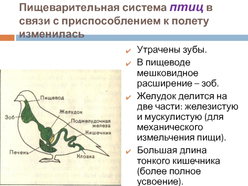 Схема пищеварительной системы у птиц