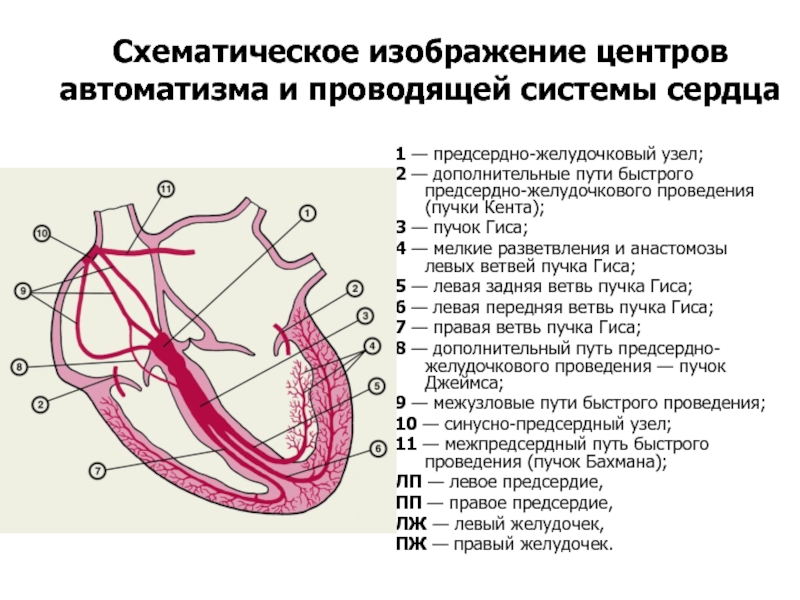 Схема узлов и пучков проводящей системы сердца