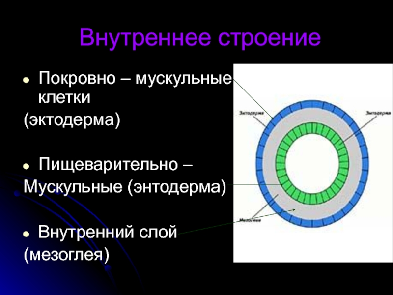 Внутренний слой клеток. Энтодерма внутренний слой. Мезоглея. Слой мезоглея. Эктодерма энтодерма мезоглея.