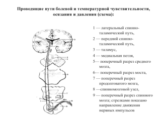 Проводящие пути болевой и температурной чувствительности, осязания и давления (схема)