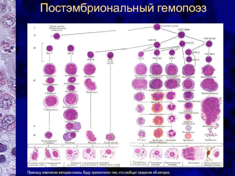 Схема клеток крови