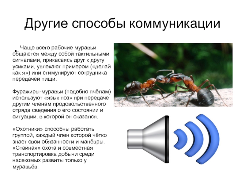 Какие другие способы. Коммуникация муравьев. Муравьи общаются. Муравьи общаются между собой. Муравьи коммуникация.