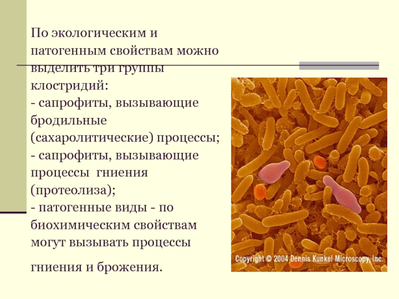 Сахаролитическая активность бактерий