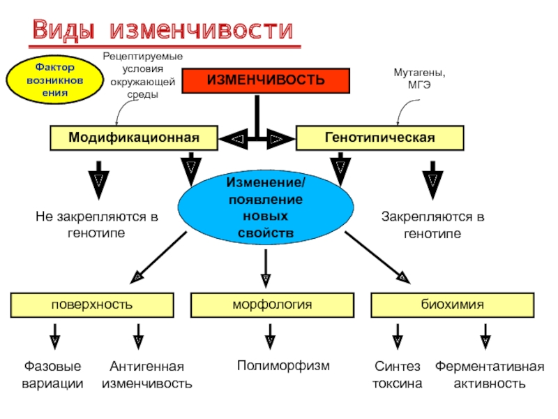 Синтез токсинов. Антигенная изменчивость. Факторы генотипической среды. Модификационная изменчивость бактерий. Мутагены окружающей среды.