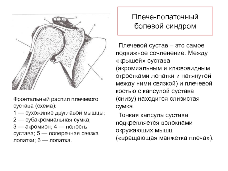 Фото плечевого сустава человека рисунок с описанием