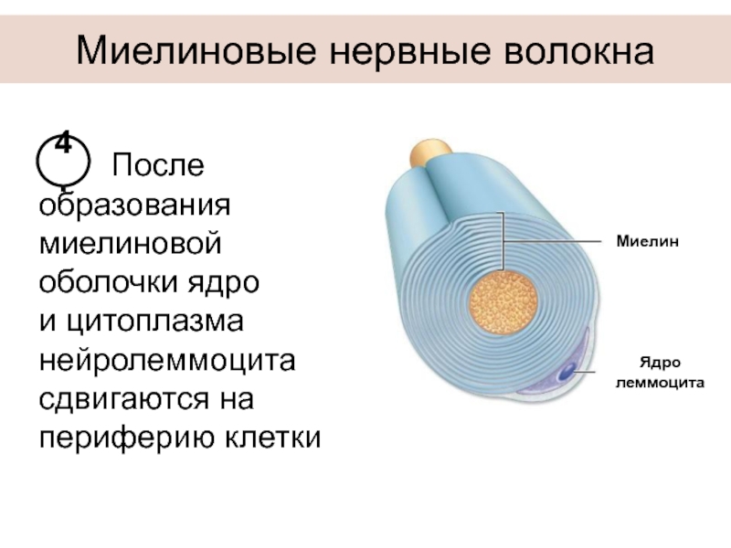 Миелиновая оболочка фото