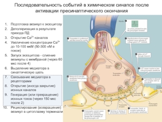 Последовательность событий в химическом синапсе после активации пресинаптического окончания