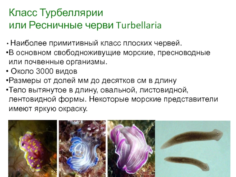Листовидная форма червей. Ресничные черви представители характеристика. Класс Turbellaria(Ресничные черви):представители. Класс Ресничные черви, или турбеллярии. Класс Ресничные черви (турбеллярии).