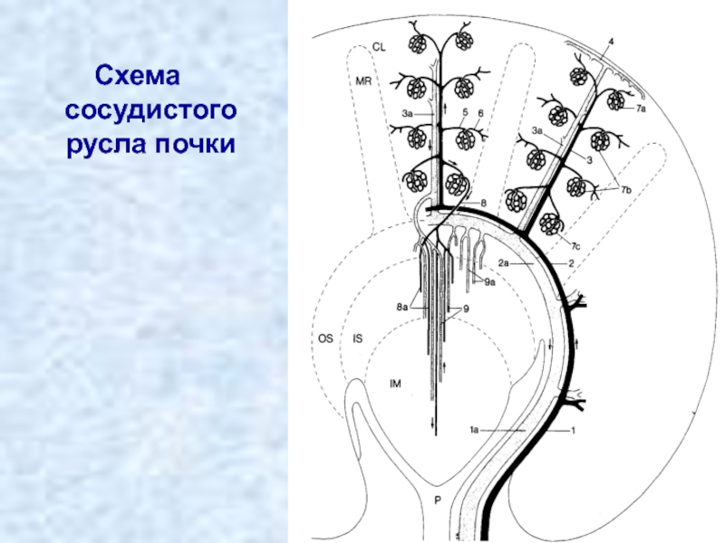 Сосудистое русло. Кровеносное русло почки. Внутриорганное сосудистое русло почек. Особенности сосудистого русла почки. Кровесное Руслов почке.