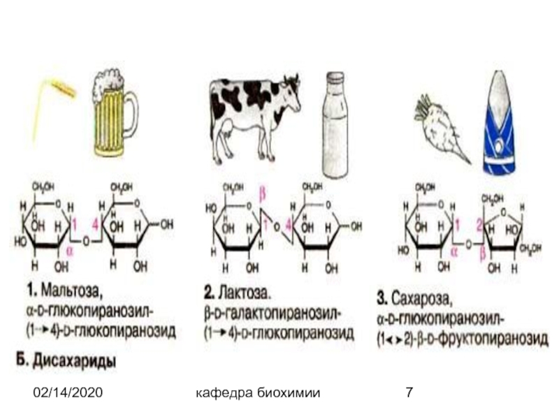 Лактоза биологическая роль. Биологическое значение лактозы. Лактоза и сахароза биологическая роль. Лактоза классификация.
