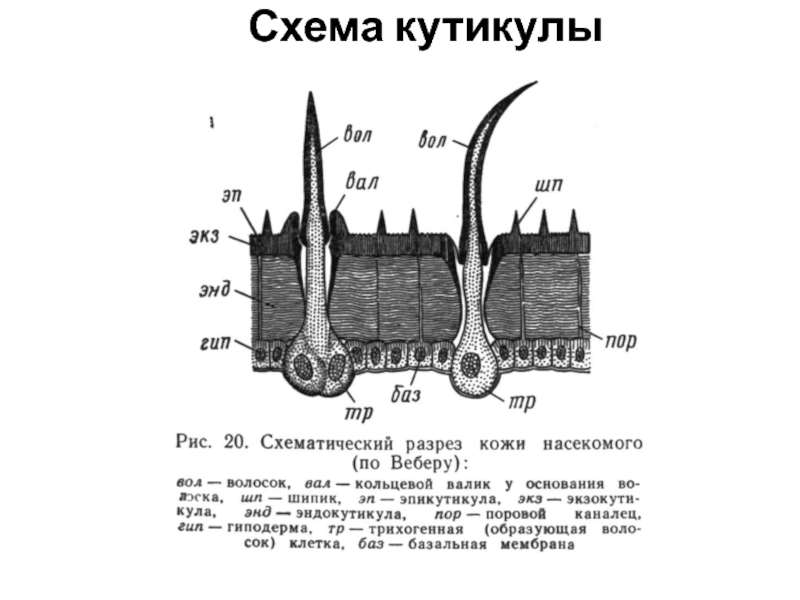 Кожа насекомых