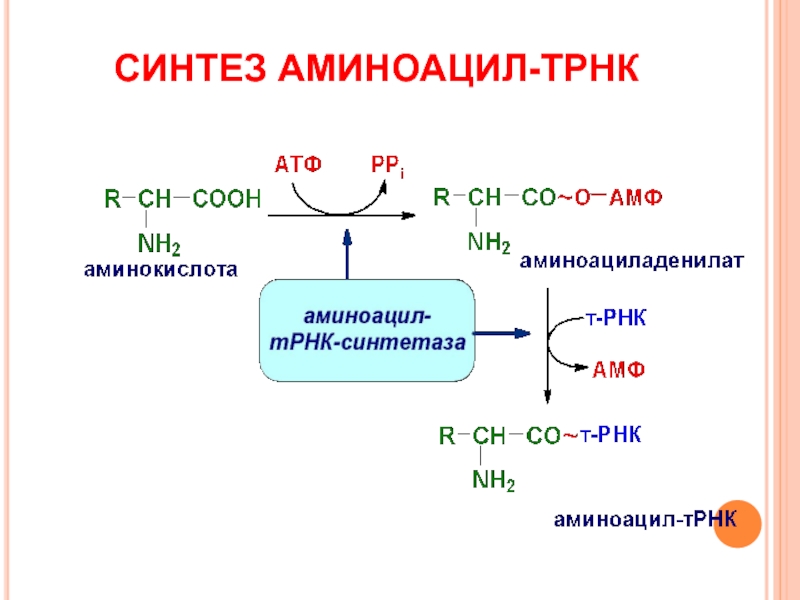 Схема образования аминоацил трнк