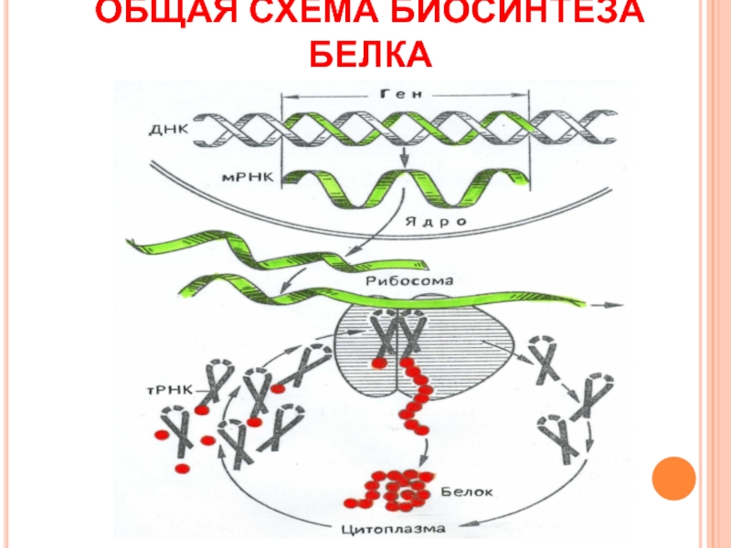 Биосинтез белков схема