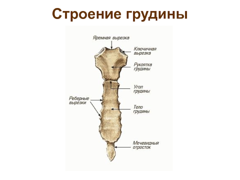 Схема строения грудины