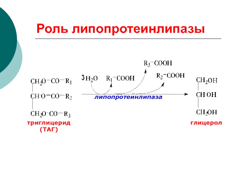 Реакция роль. Липопротеинлипаза биохимия реакция. Реакция катализируемая липопротеинлипазой. Роль липопротеинлипазы биохимия. Липопротеинлипаза локализация реакции.