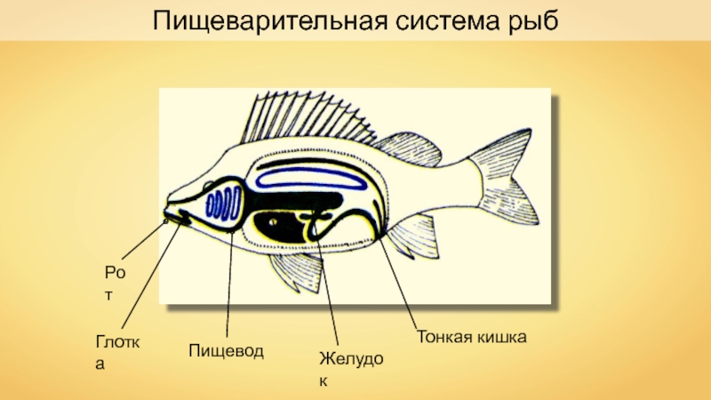 Какой рот у рыб. Пищеварительная система рыб схема. Системы рыб. Пищеварительная система рыбы рисунок. Половая система рыб.