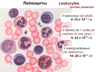 Лейкоциты