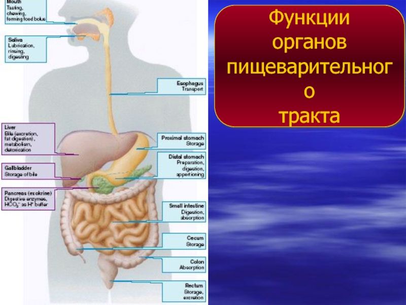 Схема прохождения пищи по пищеварительному тракту у человека