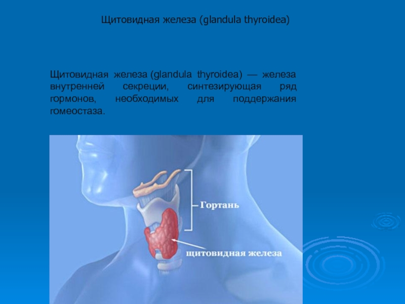 Реферат: Особые формы воспалительных заболеваний щитовидной железы