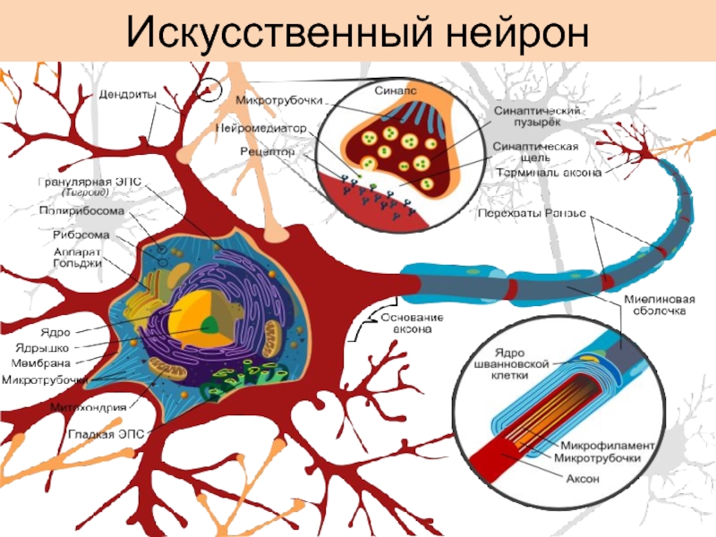 Искусственный нейрон презентация - 81 фото