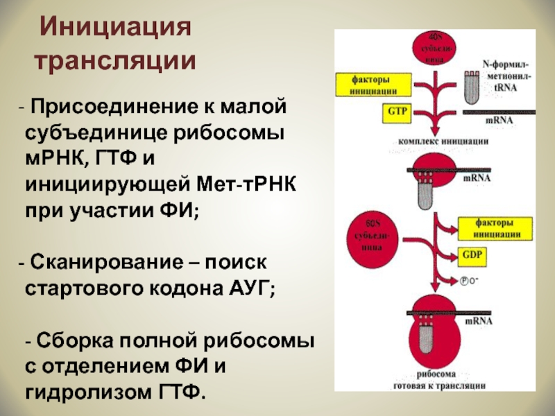 Инициация 8. Биосинтез белка инициация трансляции. Трансляция МРНК. Инициация трансляции рибосома. Инициация трансляции схема.