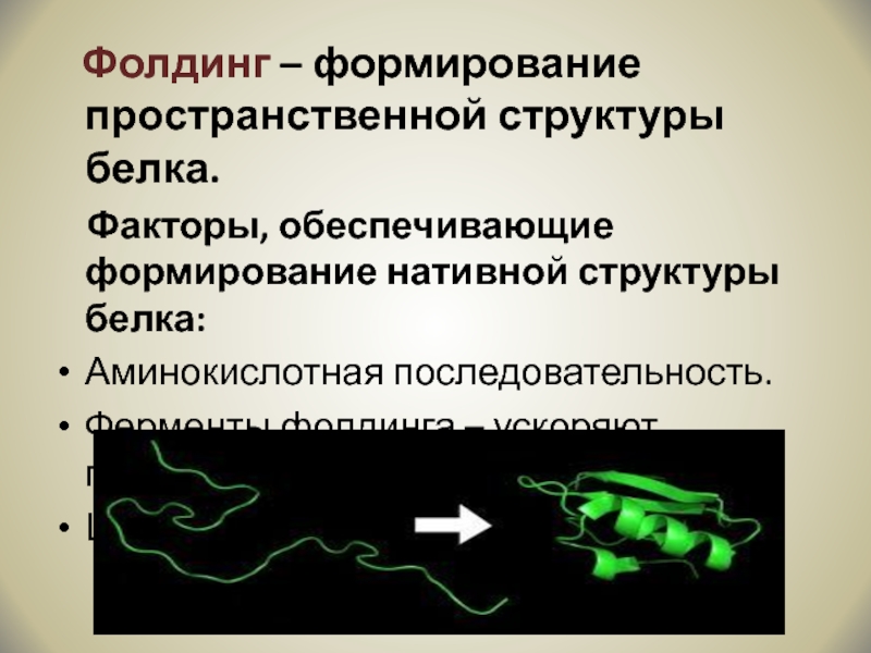 Формирование структуры белка