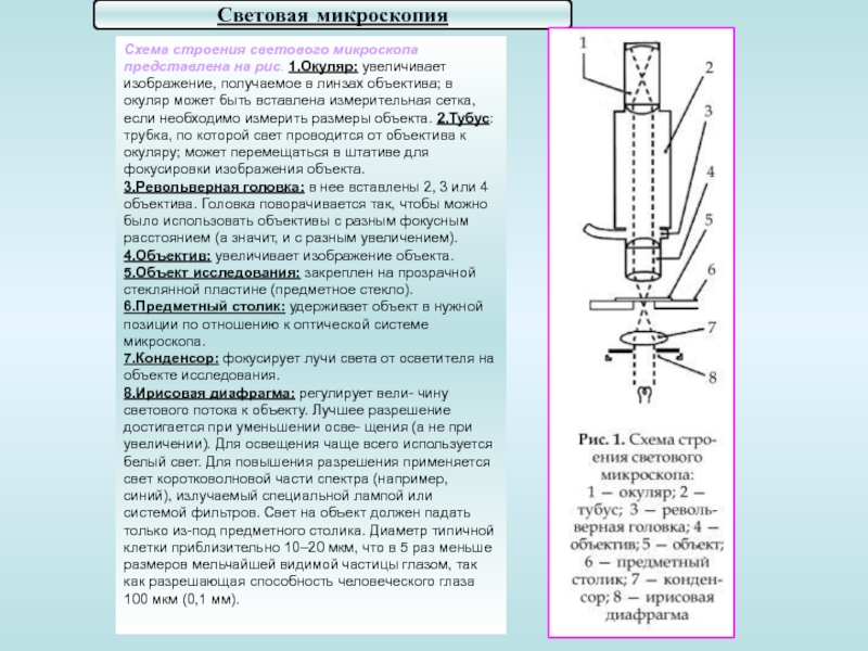 Получение изображения в микроскопе система объектив окуляр