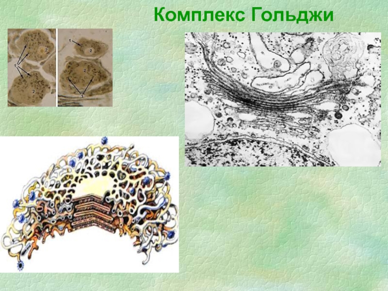 Комплекс гольджи на рисунке