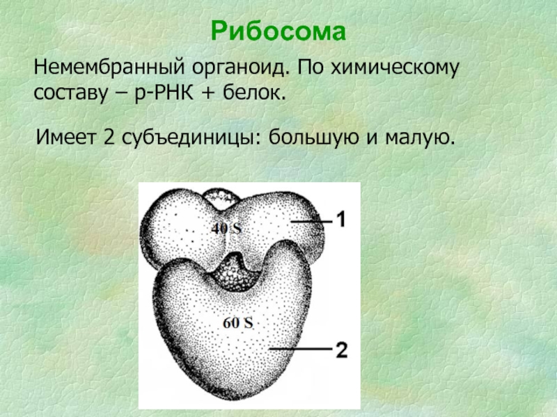 Органоиды клетки рисунки рибосома. Рибосома немембранный органоид на котором. Рибосома клюв большая субъединица.