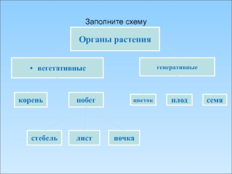 Разнообразие цветков