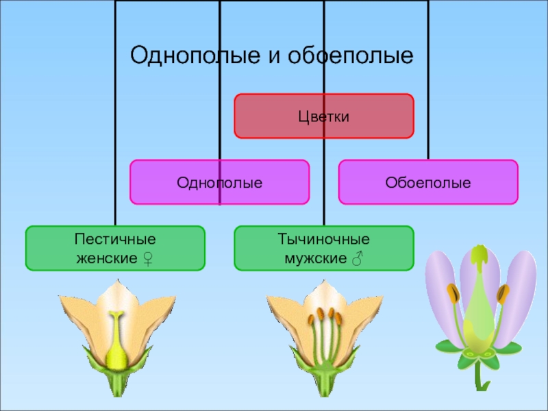 Схема обоеполого цветка