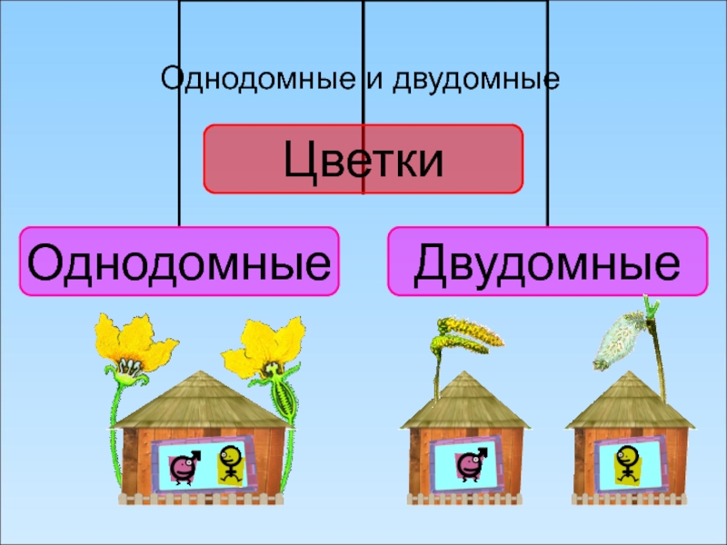 Двудомные растения. Однодомные и двудомные исключение. Тыква однодомное или двудомное. Растения однодомные и двудомные биология 6 класс. Схема однодомного растения.