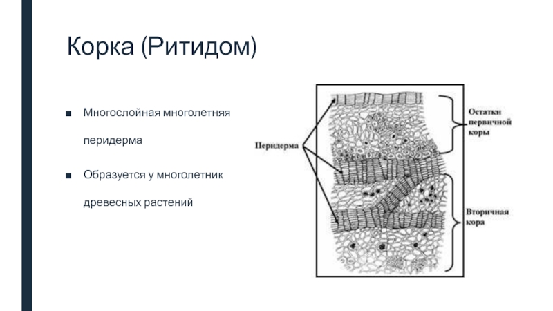 Анатомия растений презентация