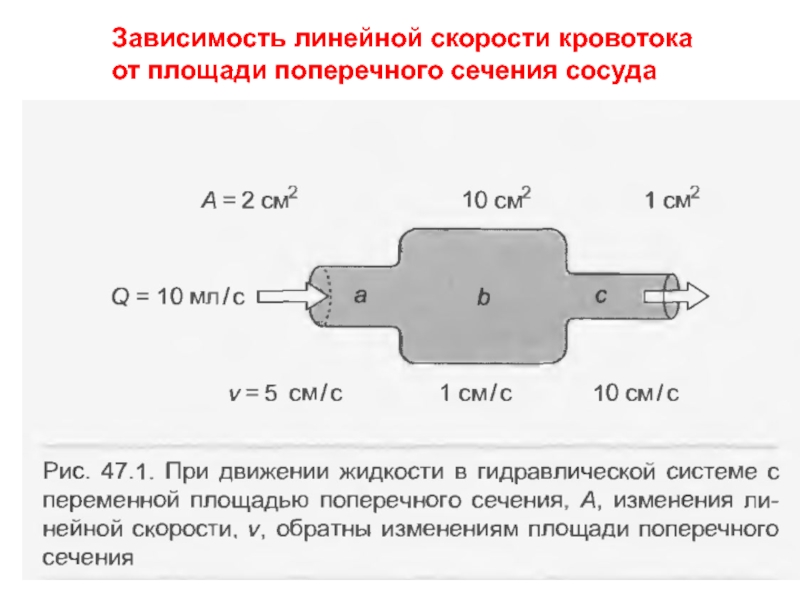 Линейное сечение. Объемная скорость кровотока физиология. Линейная скорость кровотока. Объемная скорость кровотока зависит от. Линейная скорость кровотока физиология.