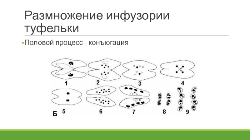 Инфузория туфелька размножение конъюгация