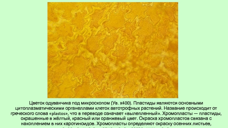 Хромопласт каротиноиды. Хромопласты под микроскопом. Клетки мякоти рябины под микроскопом.