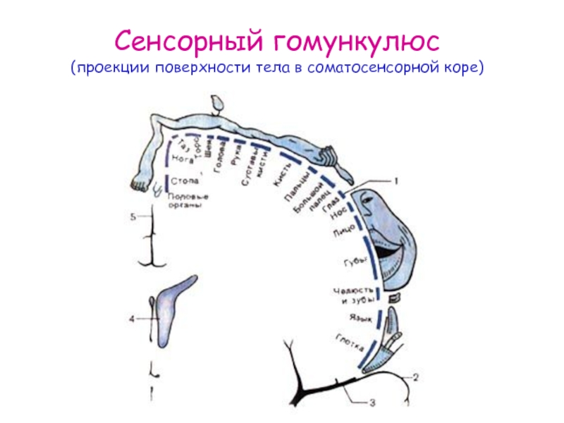 Соматосенсорная температура. Соматосенсорная сенсорная система. Отделы соматосенсорного анализатора.