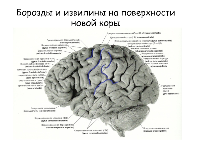 Значение извилин головного мозга. Анатомия коры головного мозга доли борозды извилины. Строение борозд и извилин коры большого мозга. Основные борозды больших полушарий. Строение полушарий головного мозга доли борозды извилины.