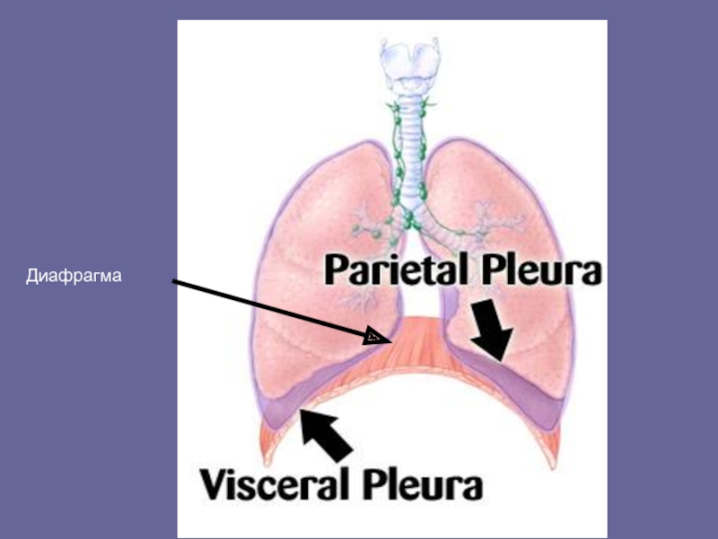 Плевра латынь. Дыхательная система диафрагма. Лёгкие человека анатомия. Диафрагма человек для презентаций.